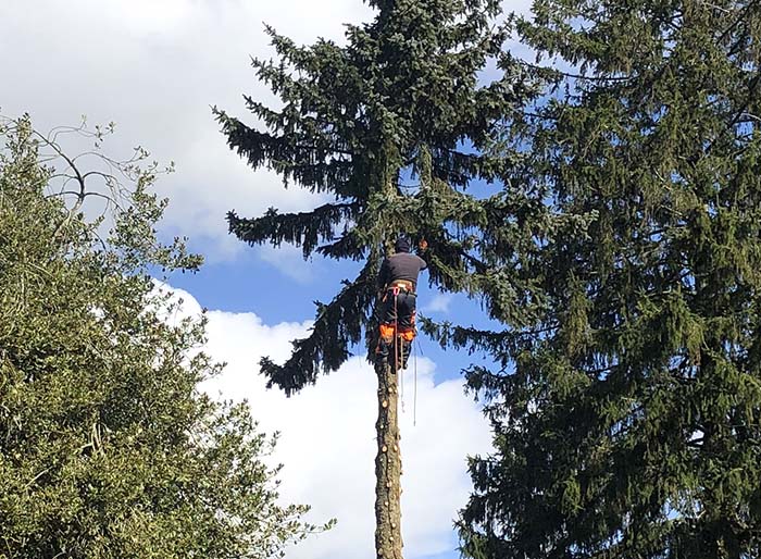 3-Paysagiste dans un arbre entrain d'élaguer les branches avant d'abattre l'arbre - Solution Antoine Beafour